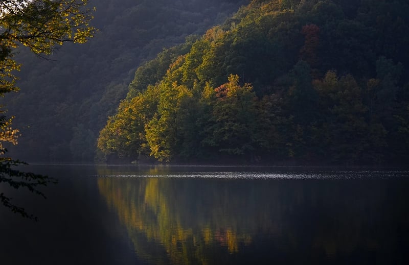 Mystic Forest